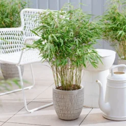 Bamboo - Umbrella Fargesia