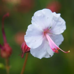 Geranium - Biokovo (Fragrant Perennial)