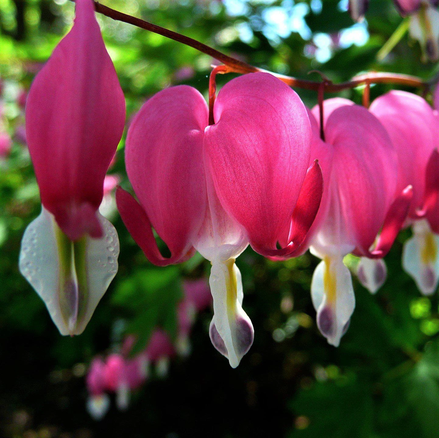 Dicentra - Bleeding Hearts Boothman's Variety