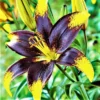 Lilium - Asiatic Tango Lily Lionheart