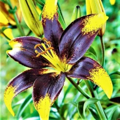 Lilium - Asiatic Tango Lily Lionheart