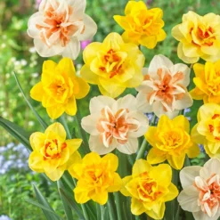 Narcissus - Daffodil Fluffy Doubles Mix