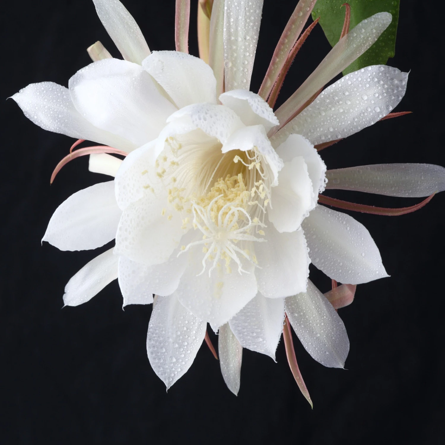 Epiphyllum - Orchid Cactus Queen Of The Night (Fragrant)