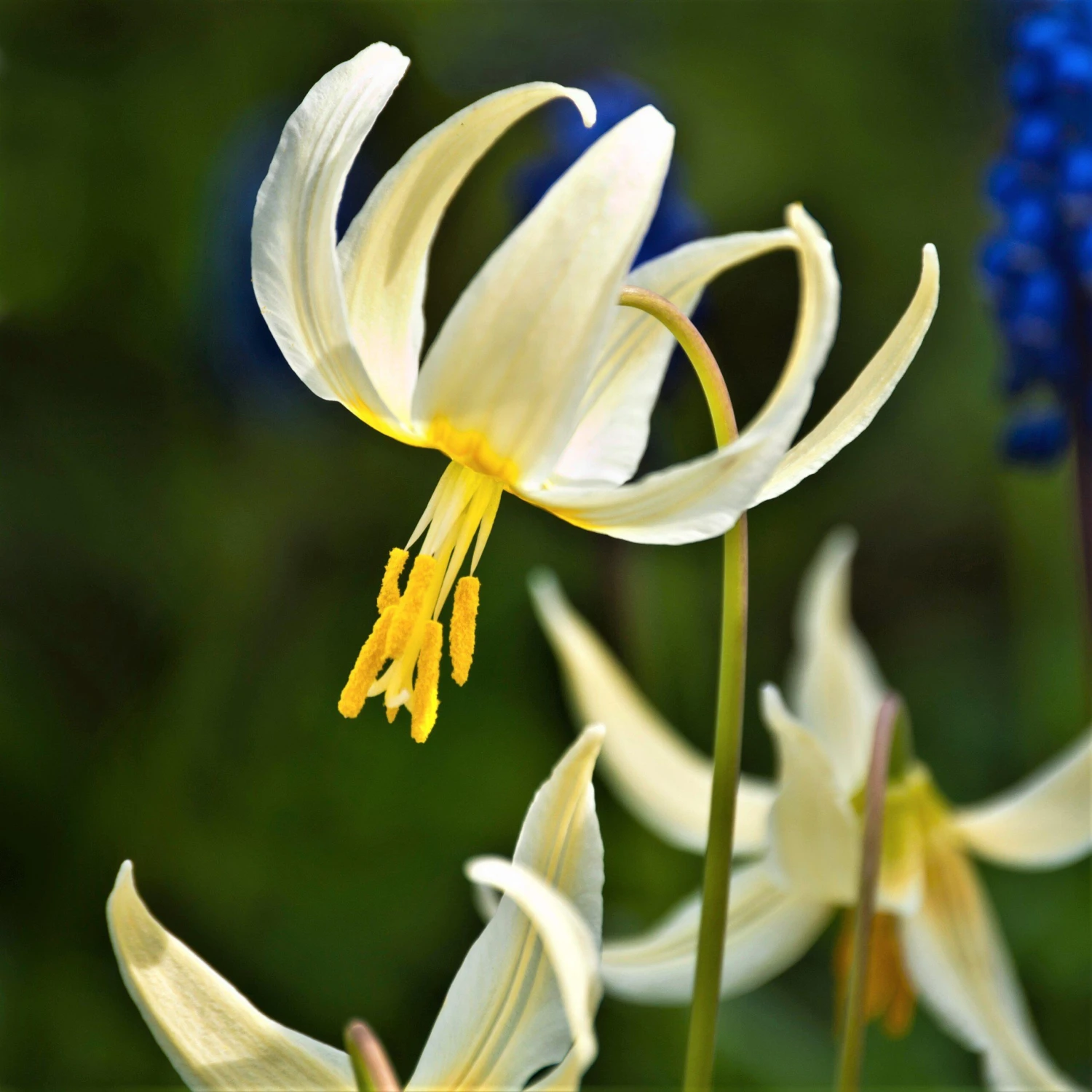 Erythronium - Californicum White Beauty