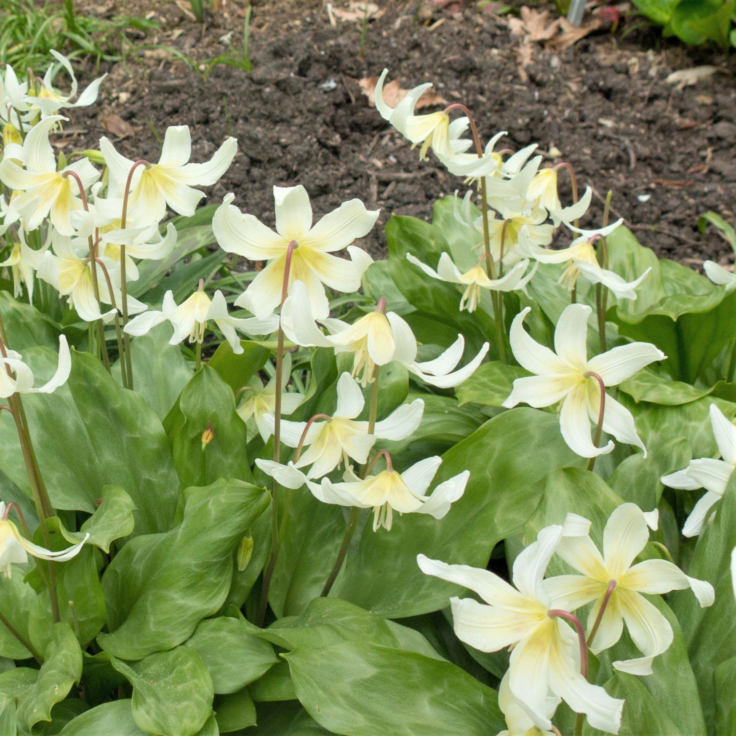 Erythronium - Californicum White Beauty - Image 2