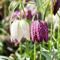 Fritillaria - Checkmate Mix