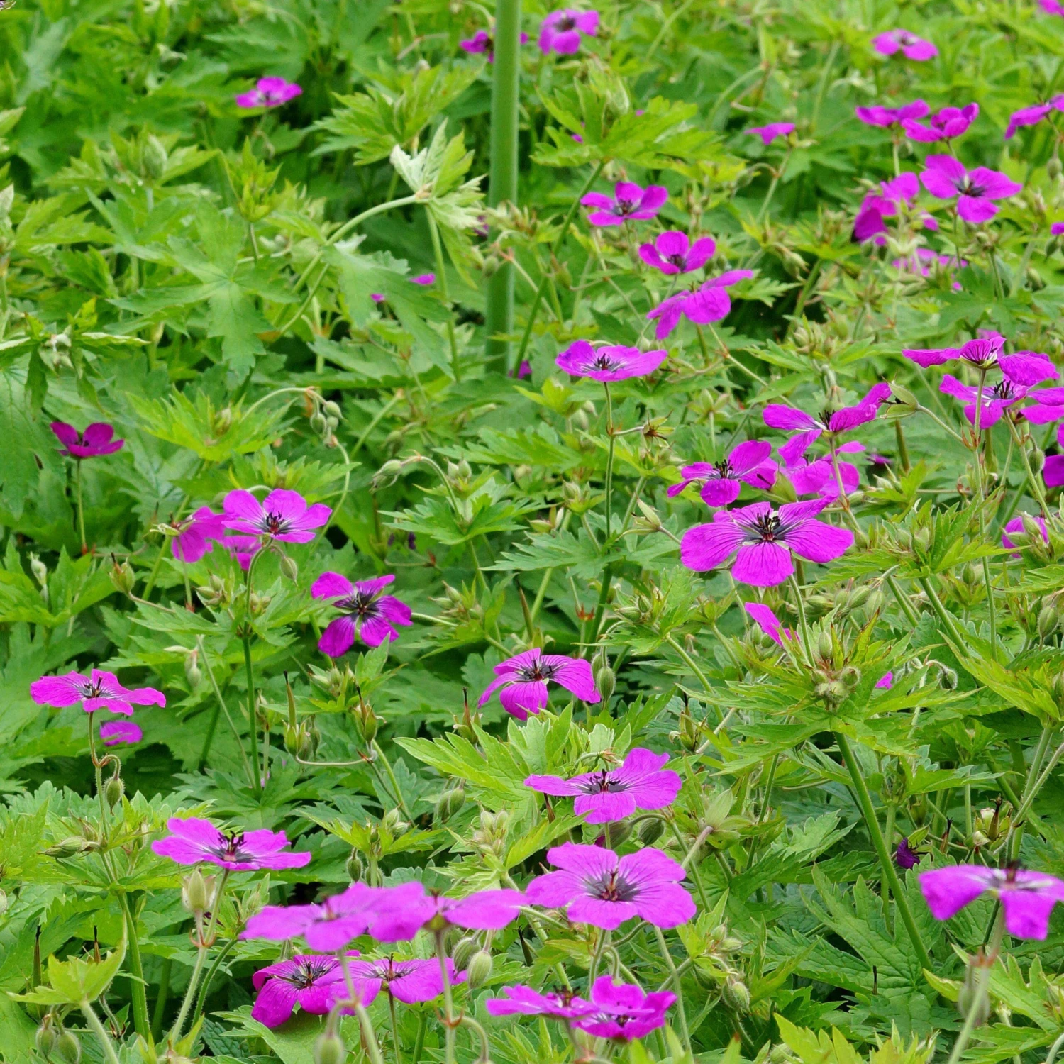 Geranium - Patricia (Perennial) - Image 2