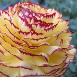 Italian Ranunculus - Elegance Striato Giallo