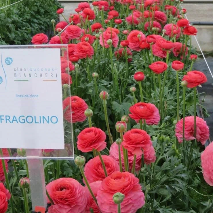 Italian Ranunculus - Success Fragolino - Image 2