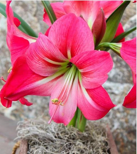Amaryllis - Pink Flush - Image 4