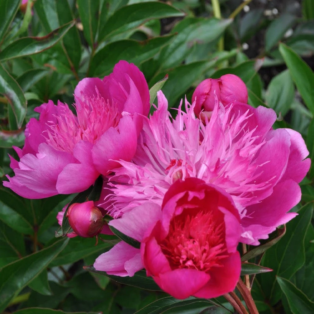 Peony - Madame Butterfly