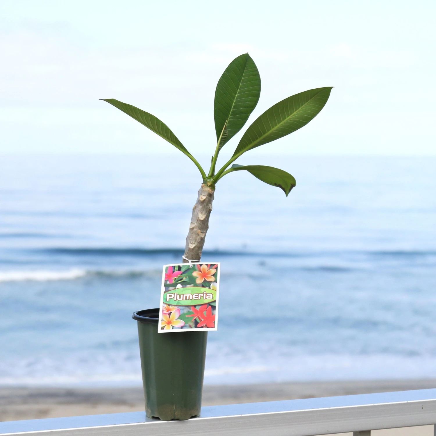 Plumeria - Rainbow (Potted) - Image 3
