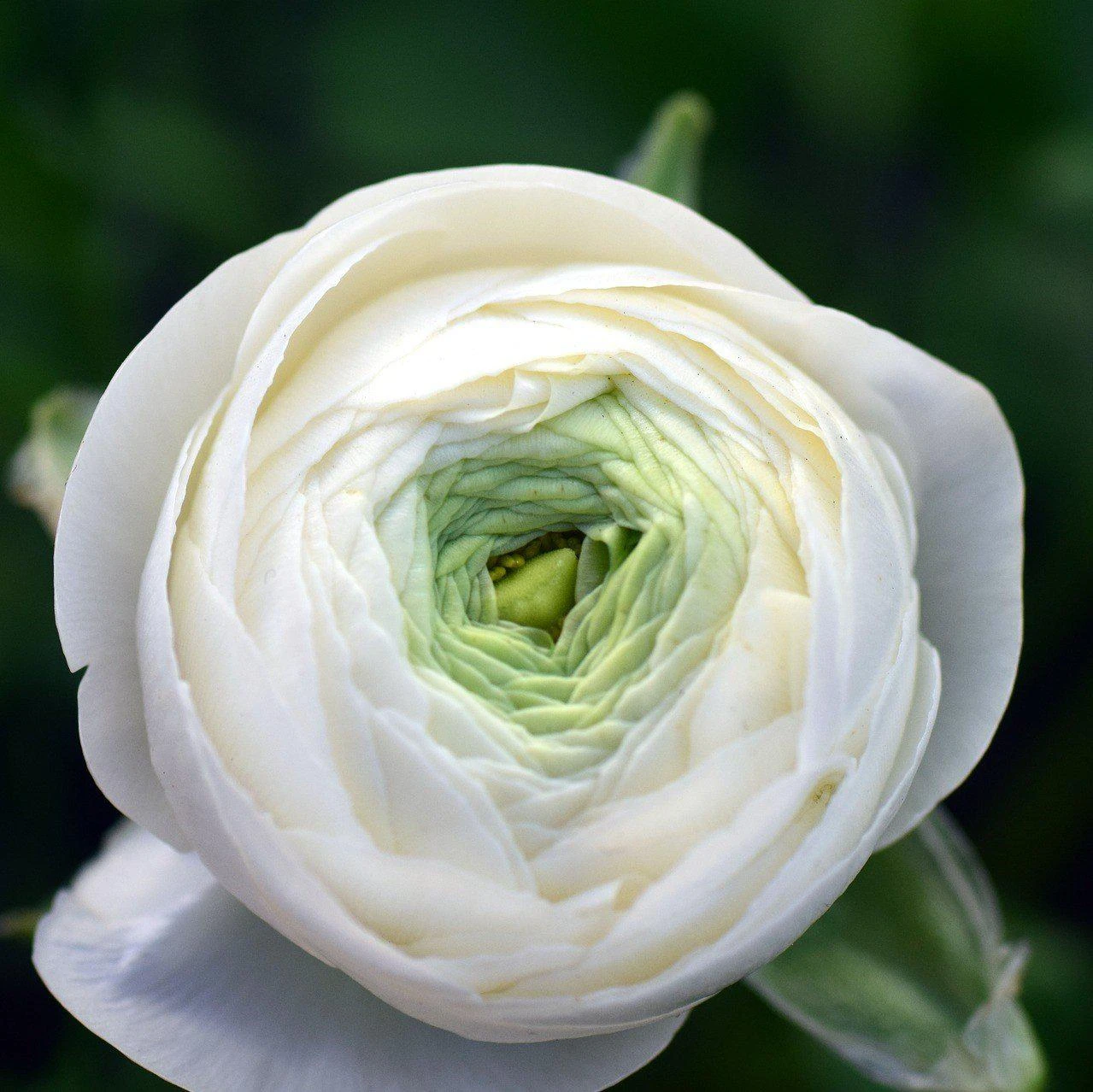 Ranunculus - Tecolote White - Image 4