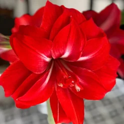 Amaryllis - Red Peacock
