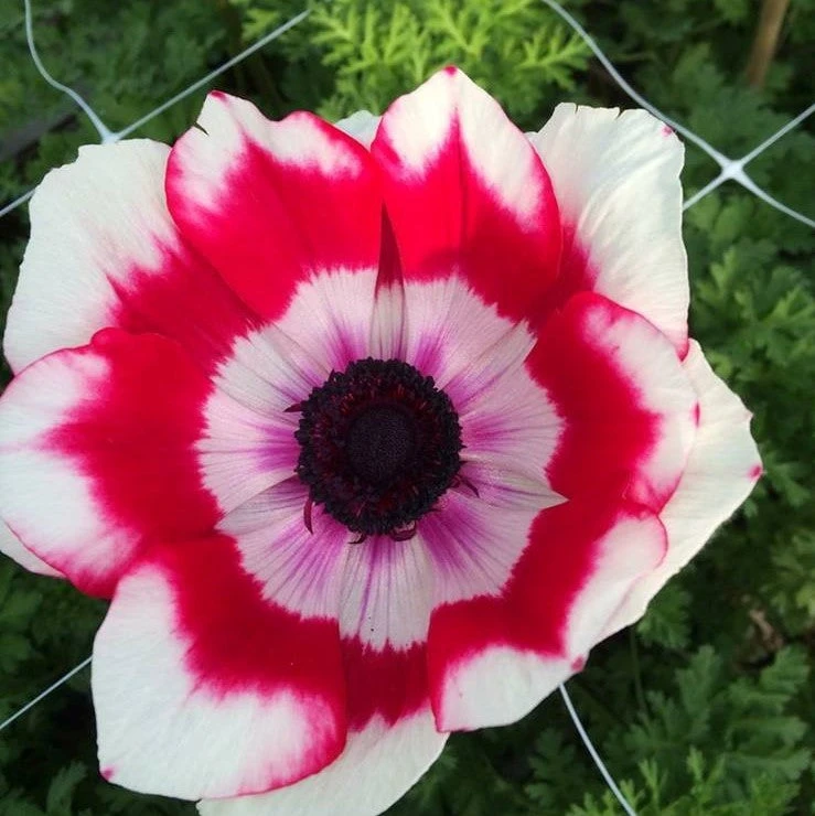 Italian Anemone - Mistral Plus Rosso Sfumato