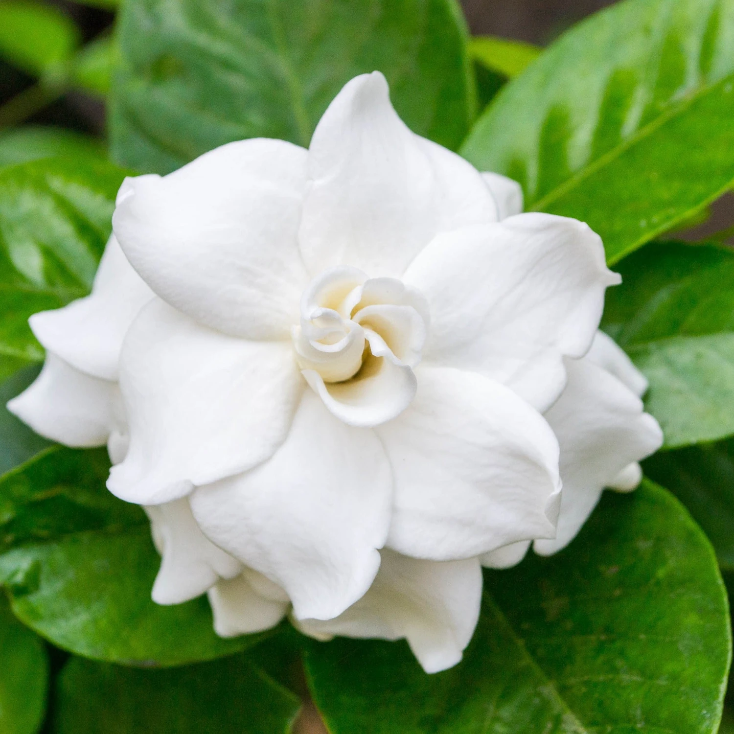 Gardenia - Crown Jewel 3 Pack - Image 2