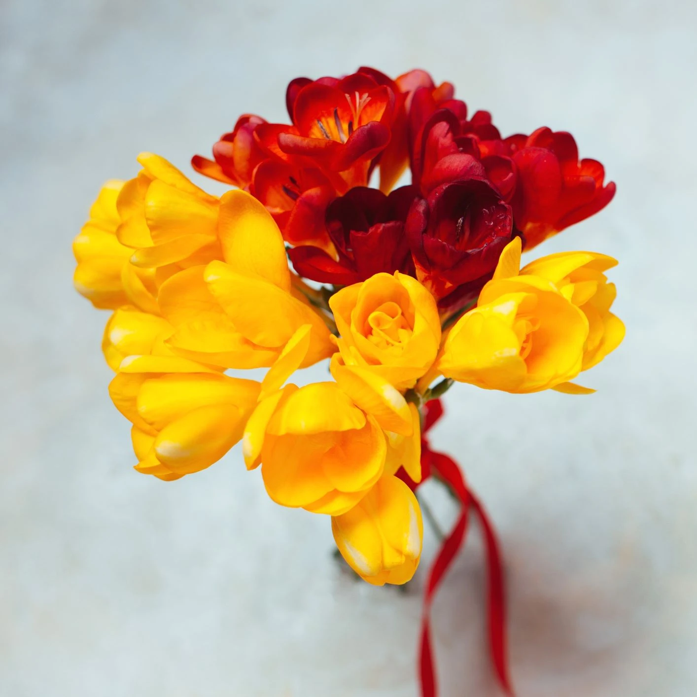 Freesia - Burning Embers Collection - Image 2