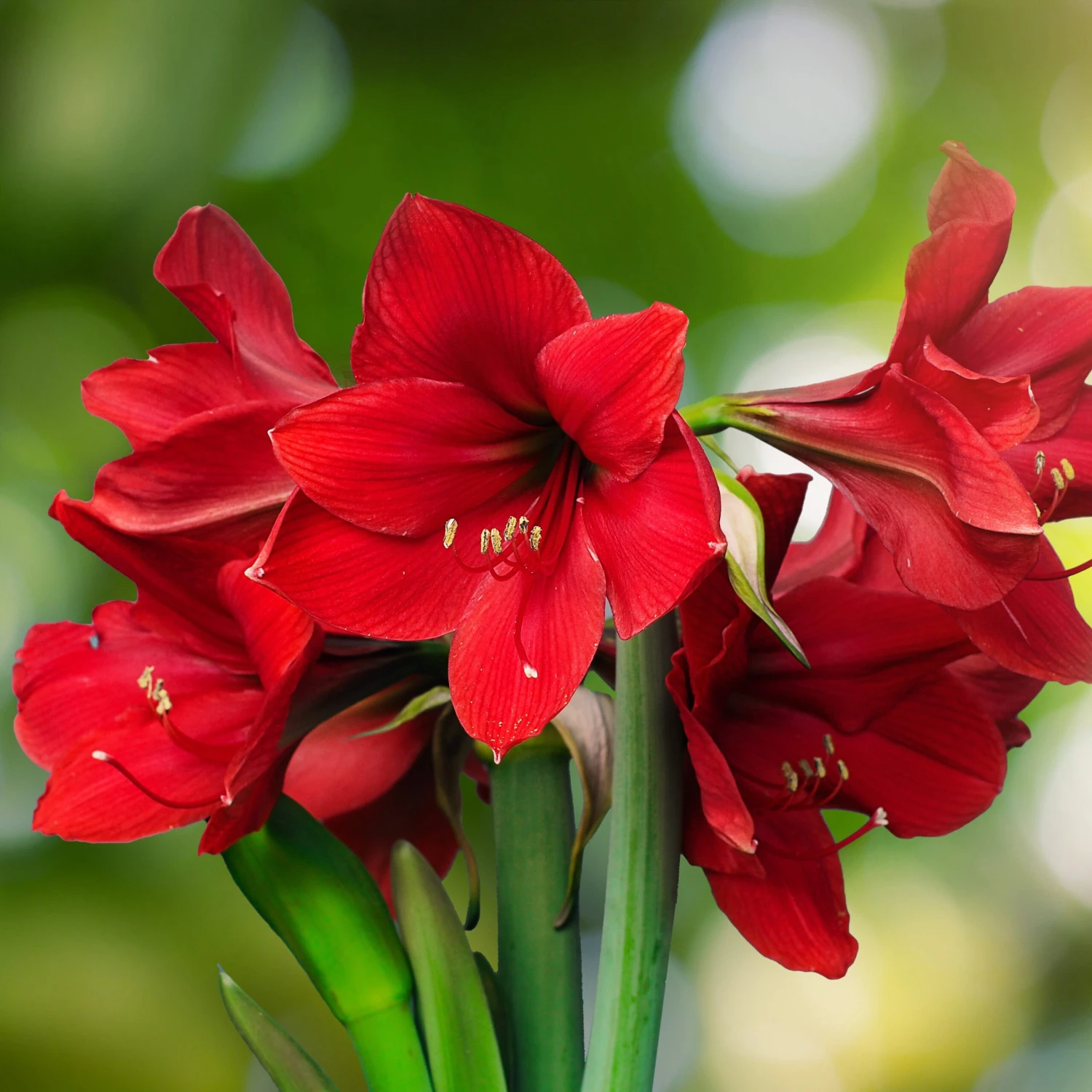 Amaryllis - Ferrari 5 Pack
