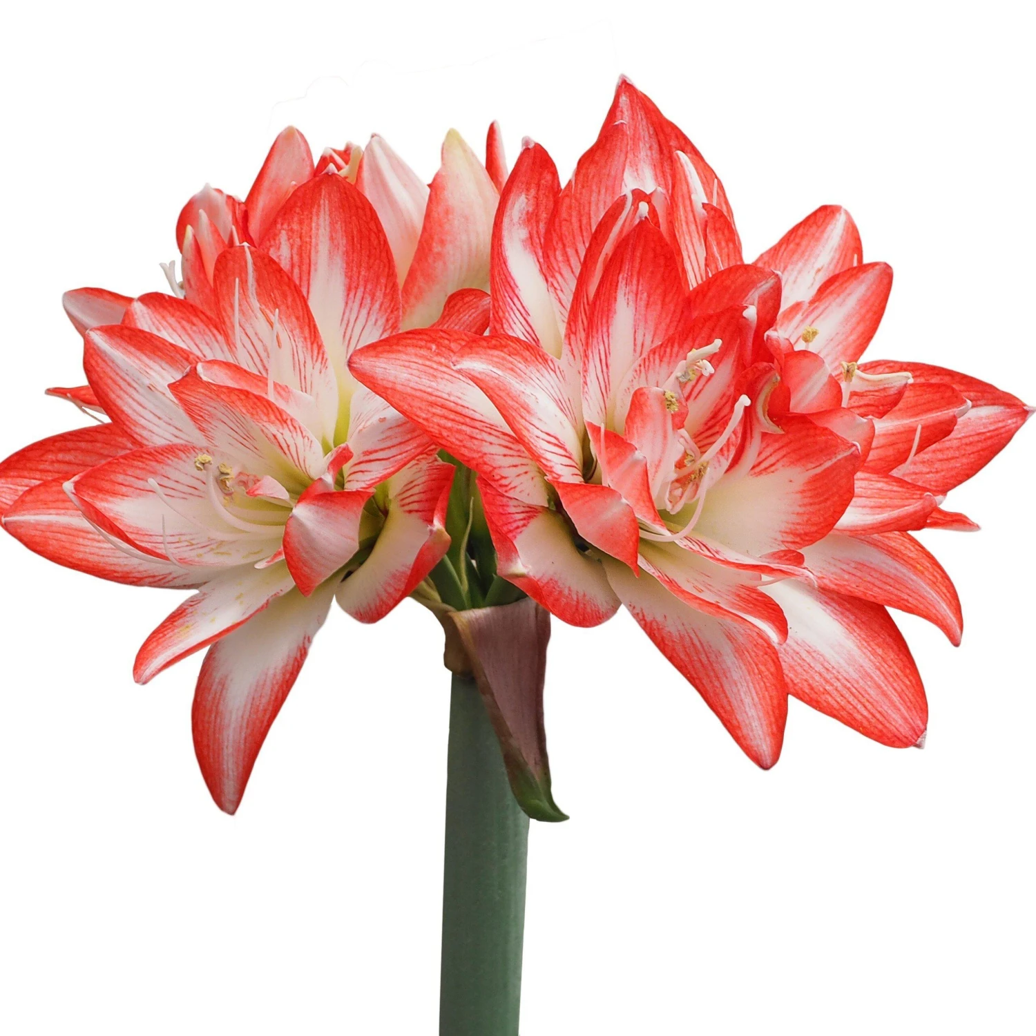 Amaryllis - Flaming Peacock - Image 4