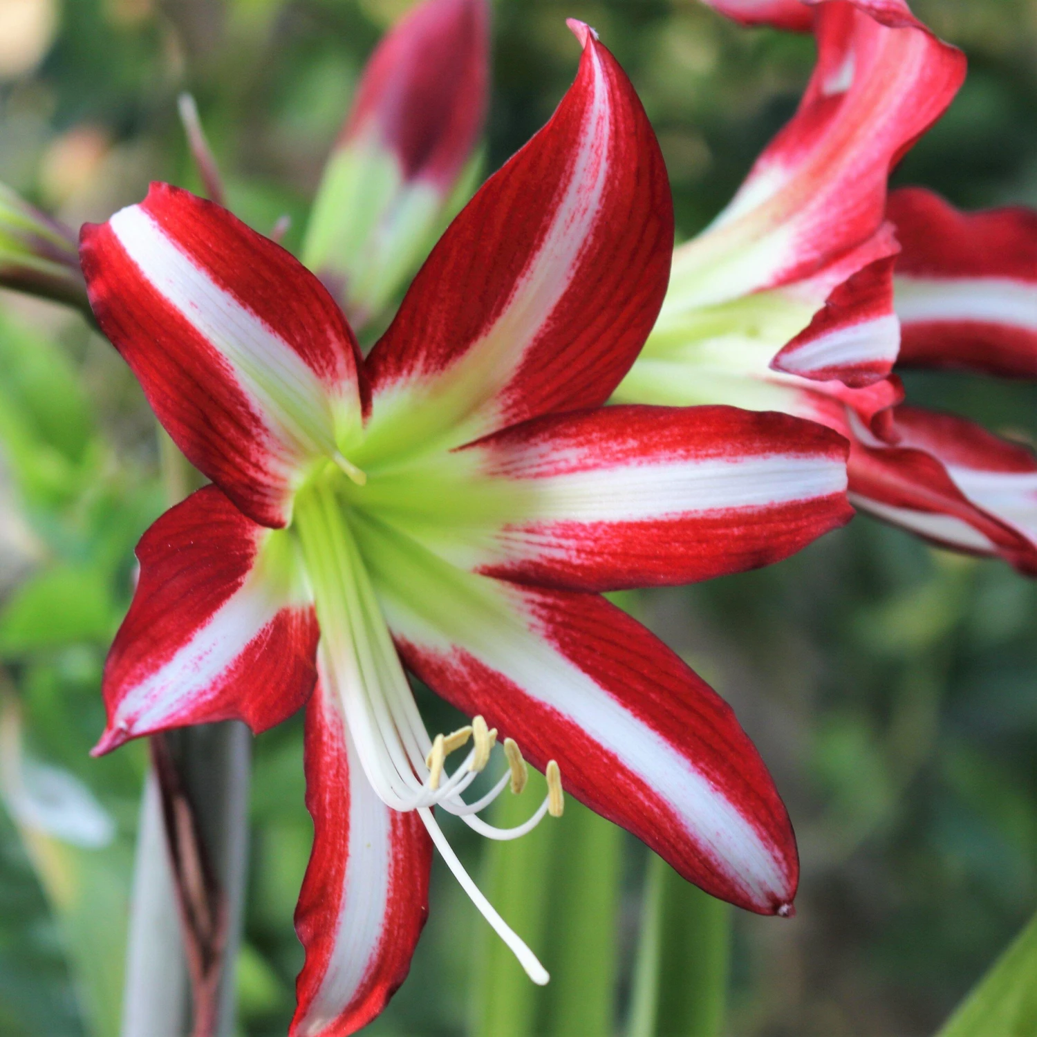 Amaryllis - Santiago - Image 2