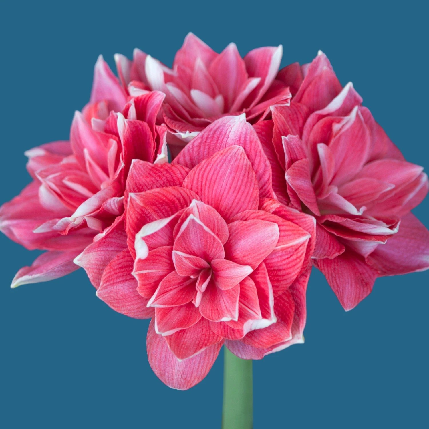 Amaryllis - Double Dream - Image 2