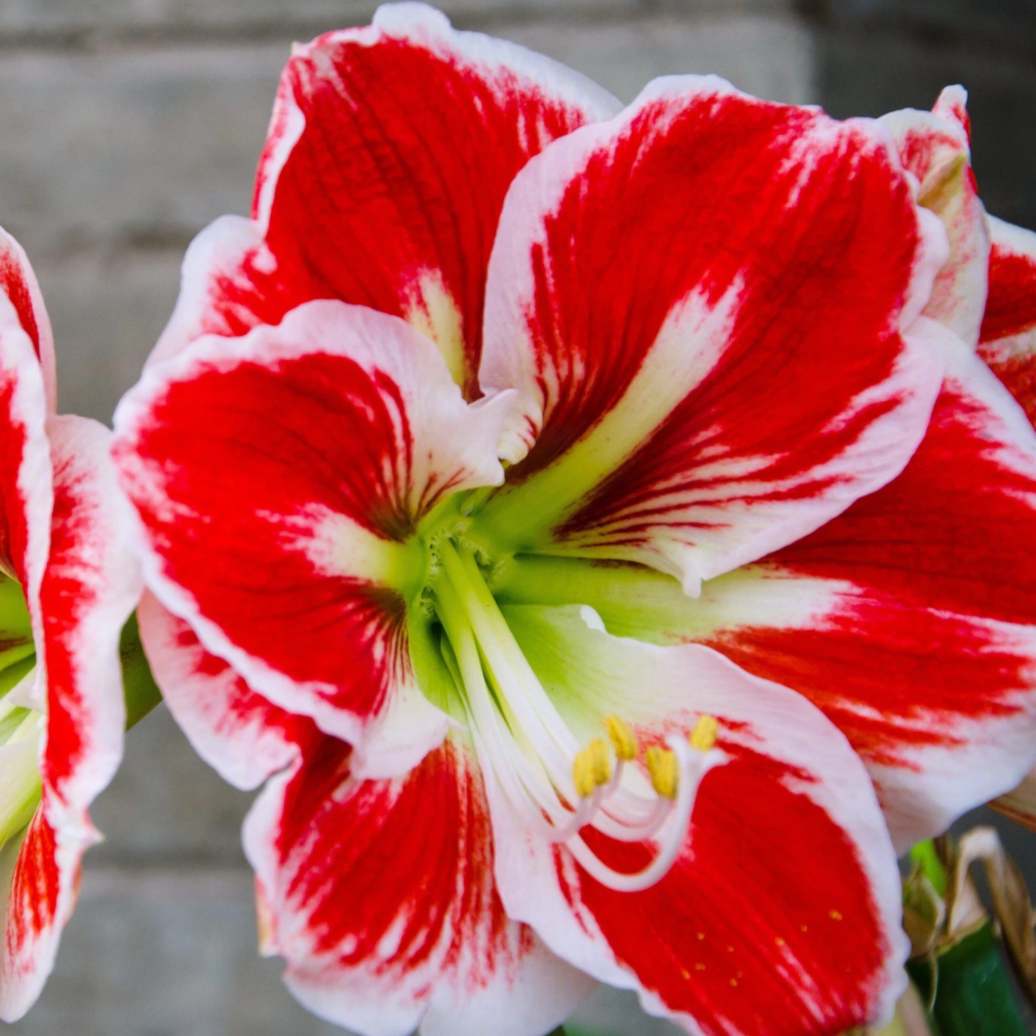 Amaryllis - Samba - Image 3