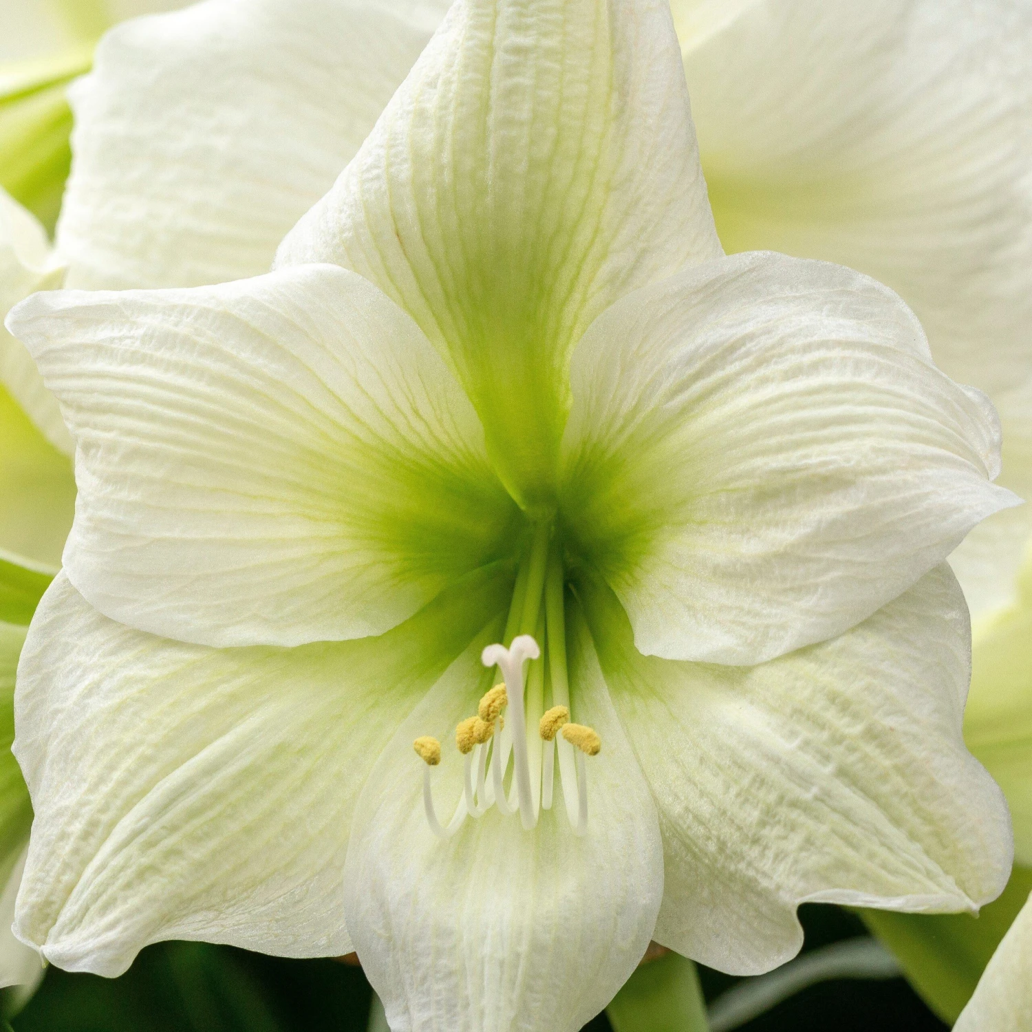 Amaryllis - White Christmas - Image 3