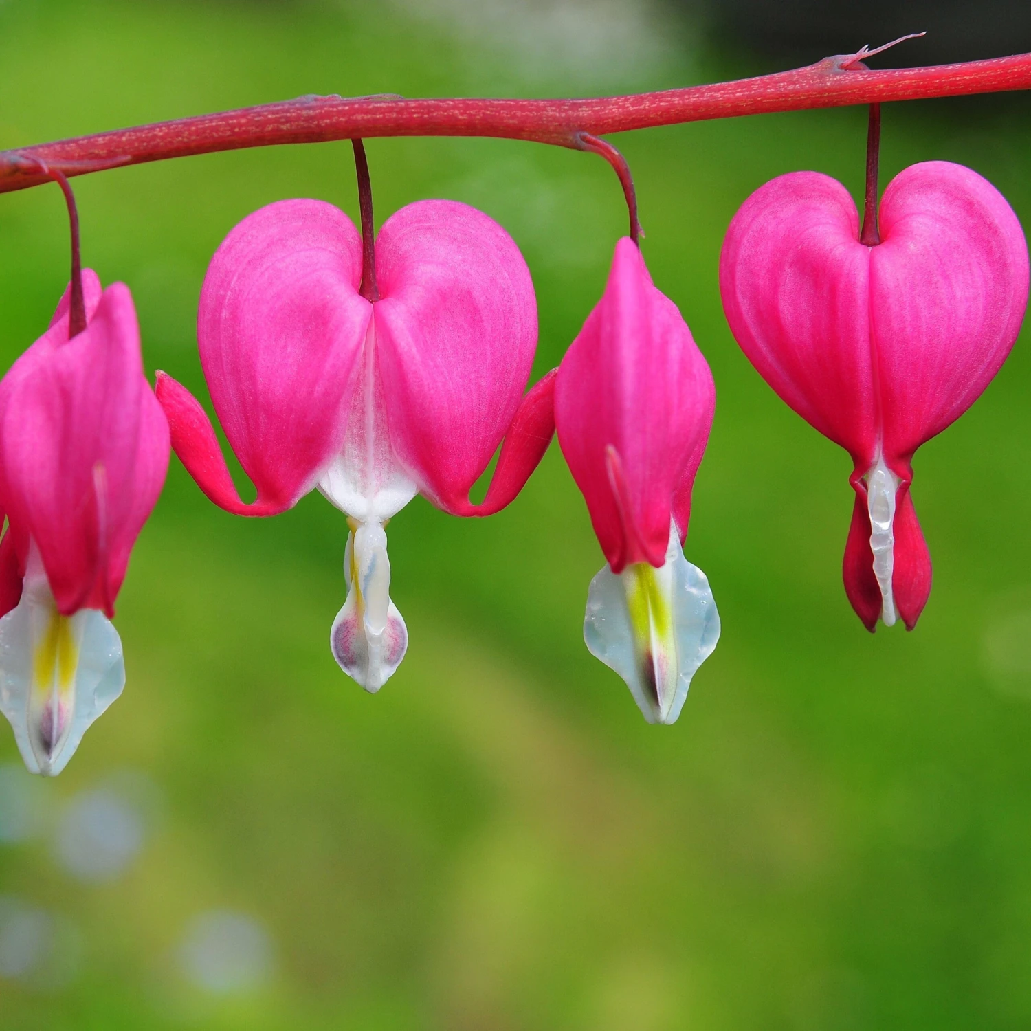 Dicentra - Bleeding Hearts May Romance Collection - Image 2