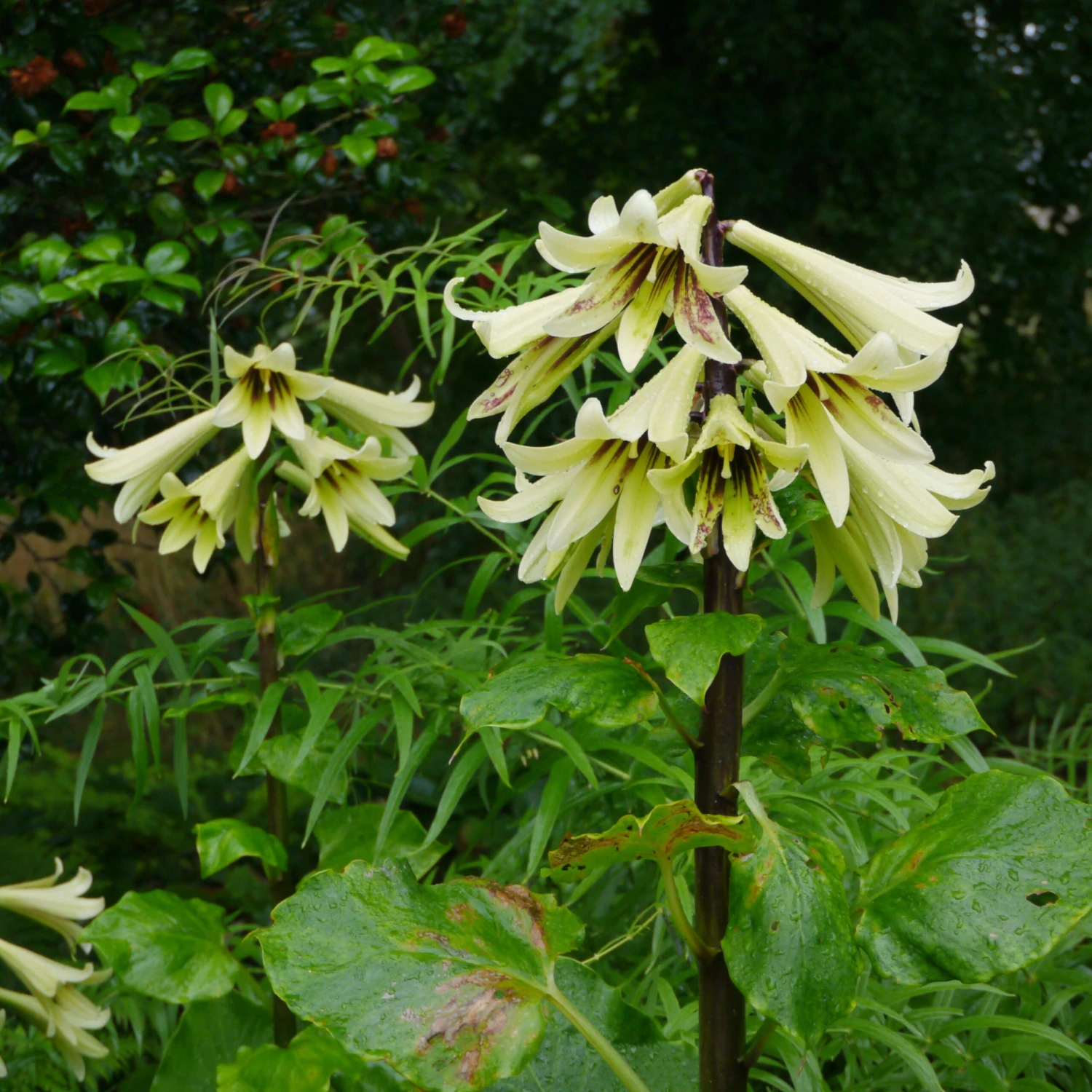 Giant Himalayan Lily - Image 3