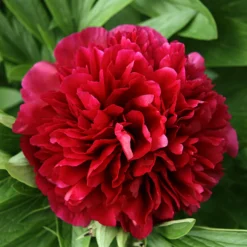 Peony - Benjamin Franklin