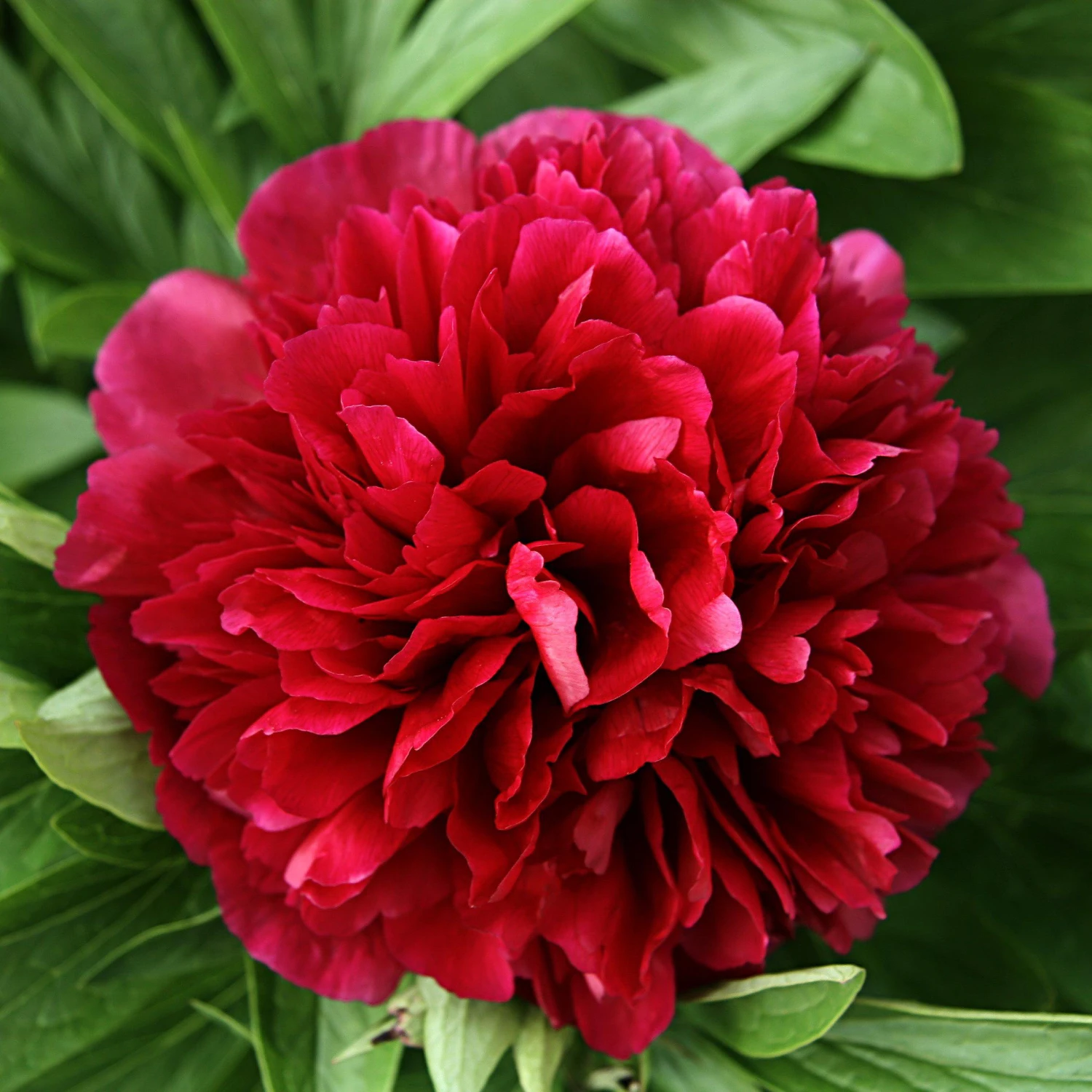 Peony - Benjamin Franklin
