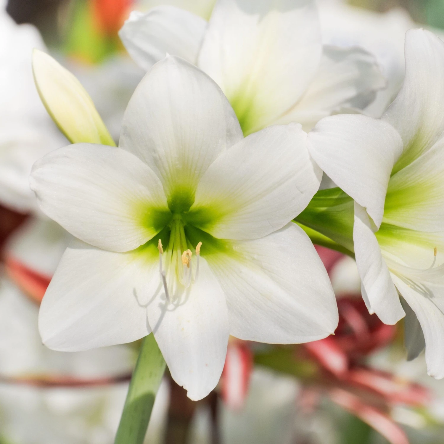 Amaryllis - White Christmas - Image 2