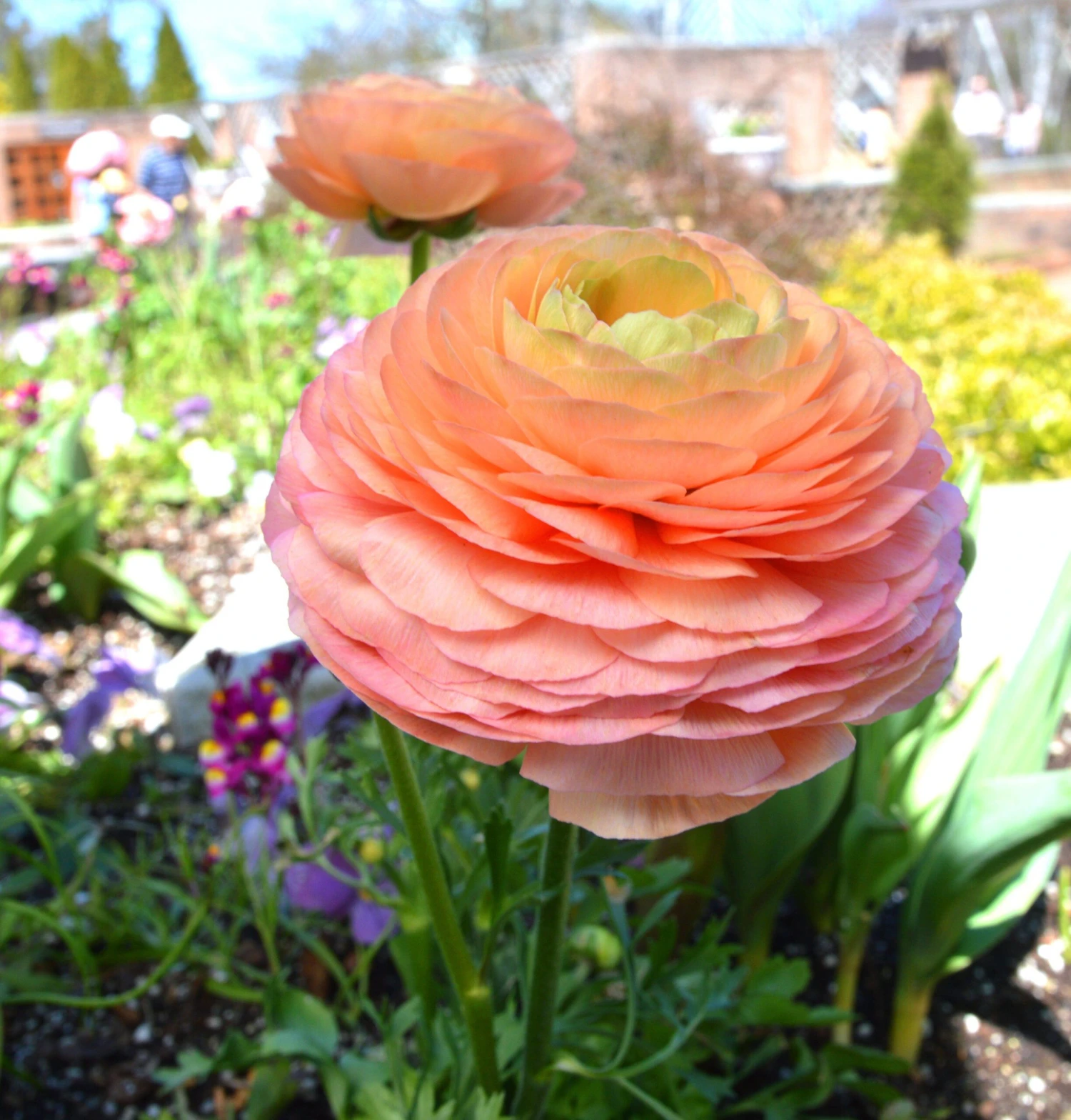 Ranunculus - Tecolote Salmon - Image 2