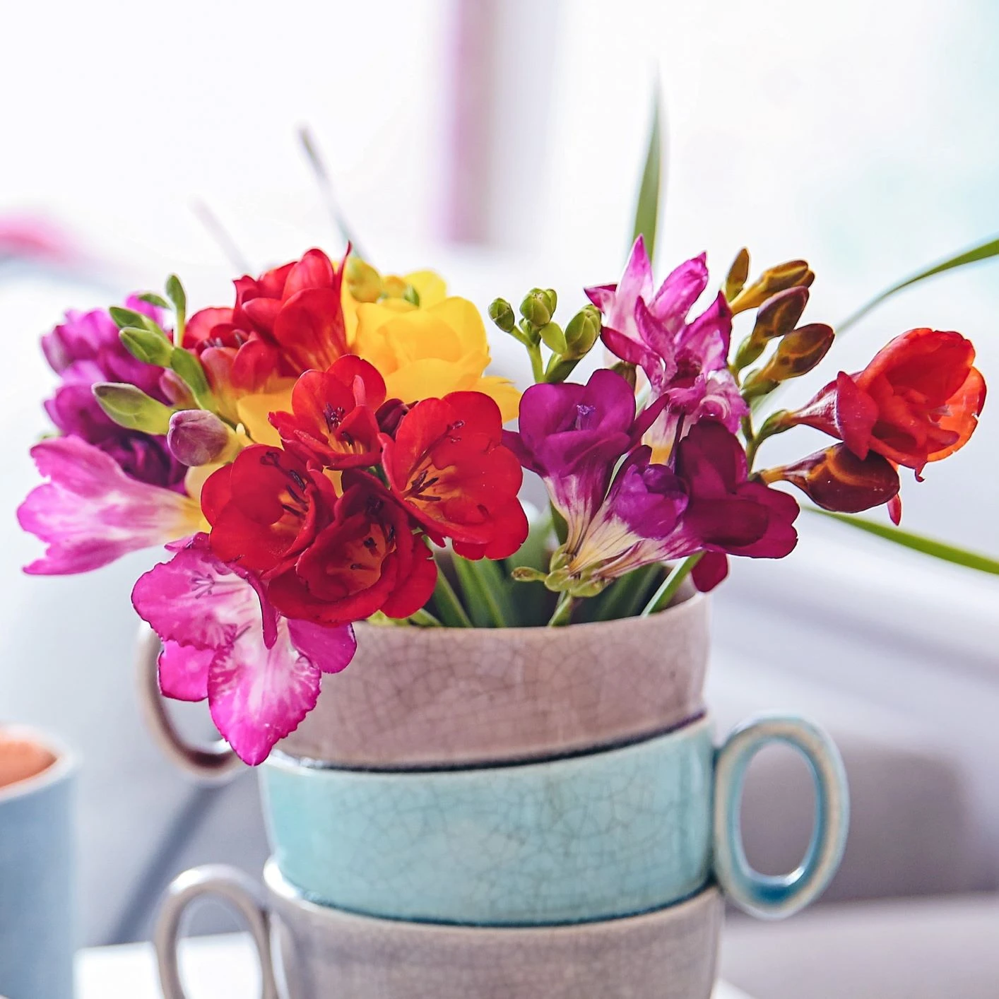 Freesia - Tropical Sunset Collection - Image 2