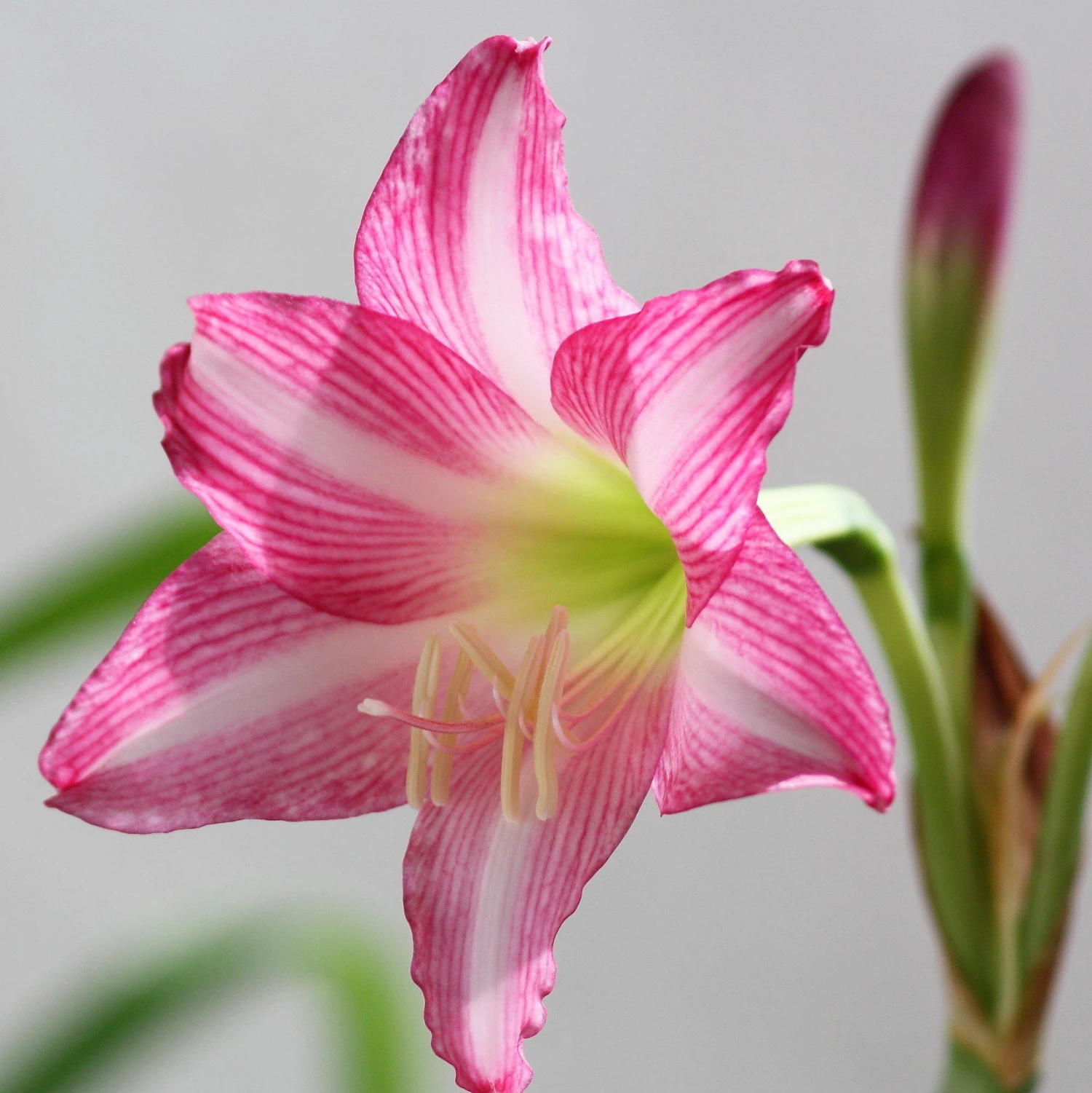 Amaryllis - Estella - Image 2