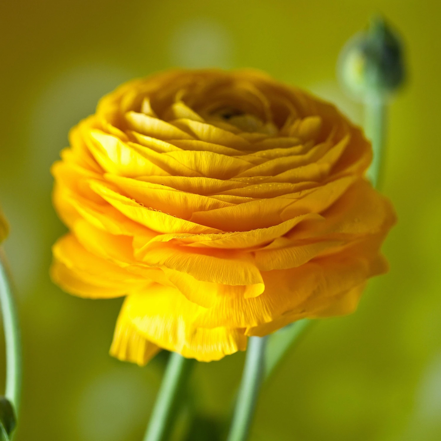 Ranunculus - Tecolote Tropical Sunset Collection - Image 2