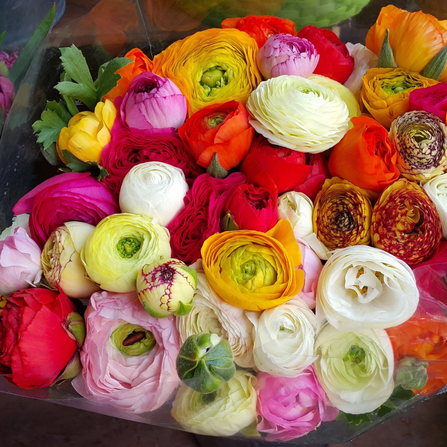 Ranunculus - Tecolote Flower Fields Collection - Image 2