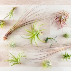 Air Plant - Tillandsia Mix 10 Pack