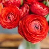 Ranunculus - Tecolote Red
