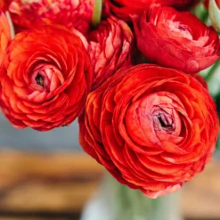 Ranunculus - Tecolote Red