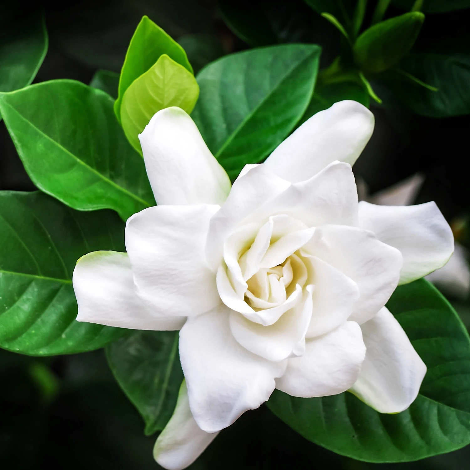 Gardenia - Crown Jewel 3 Pack - Image 3
