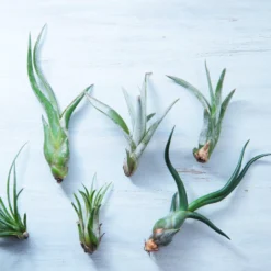 Air Plant - Tillandsia Mix 5 Pack