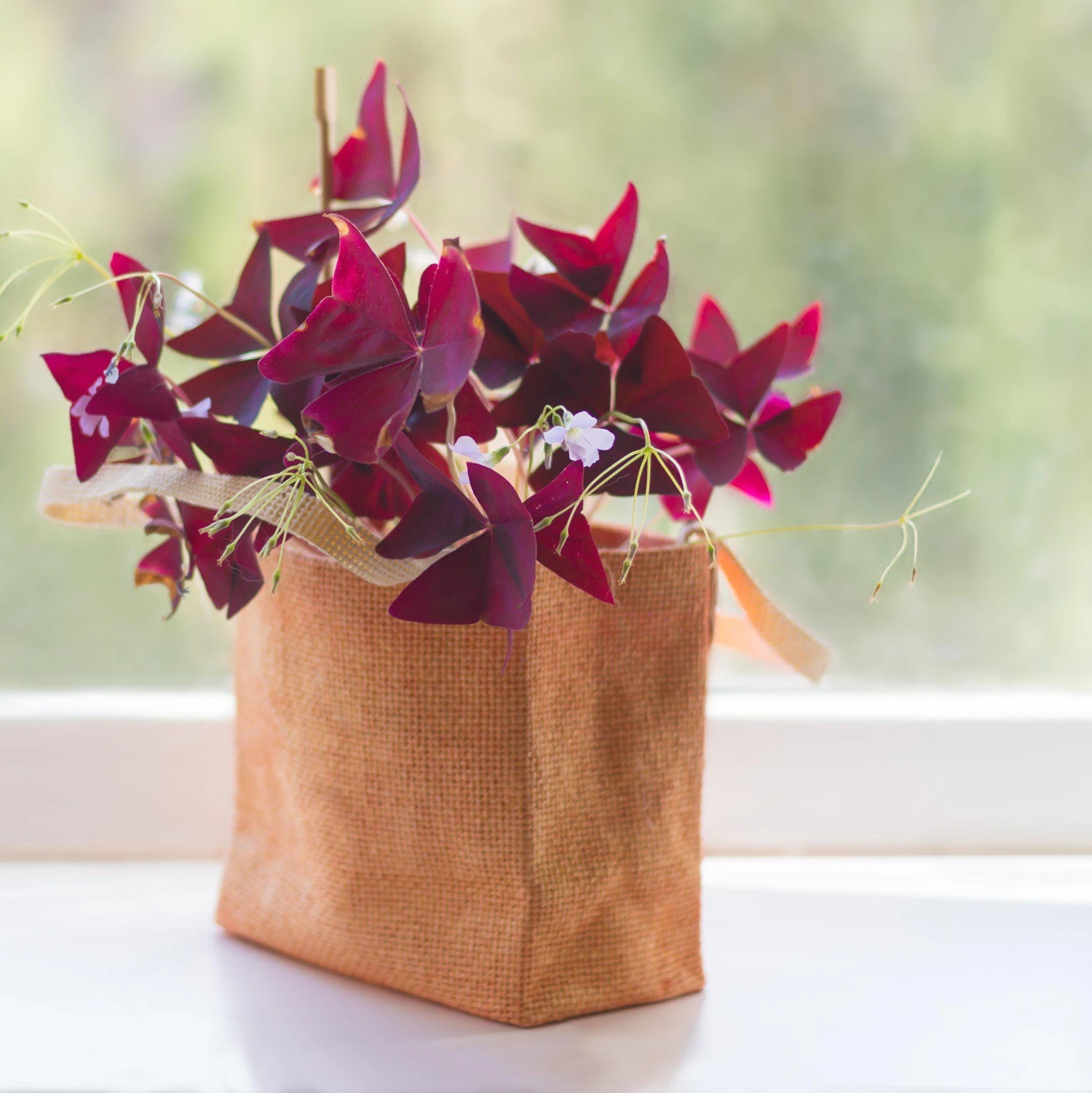 Oxalis - Triangularis Purple Shamrocks - Image 7
