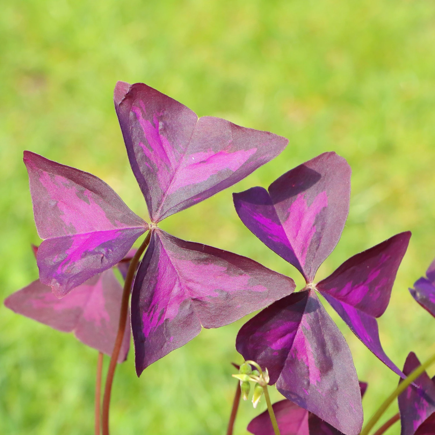 Oxalis - Triangularis Purple Shamrocks - Image 6