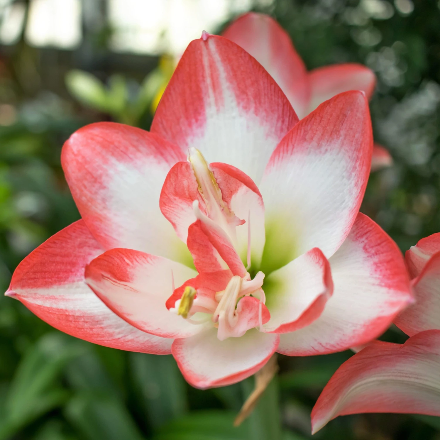 Amaryllis - Blossom Peacock - Image 3