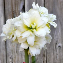 Amaryllis - Snow Drift 5 Pack