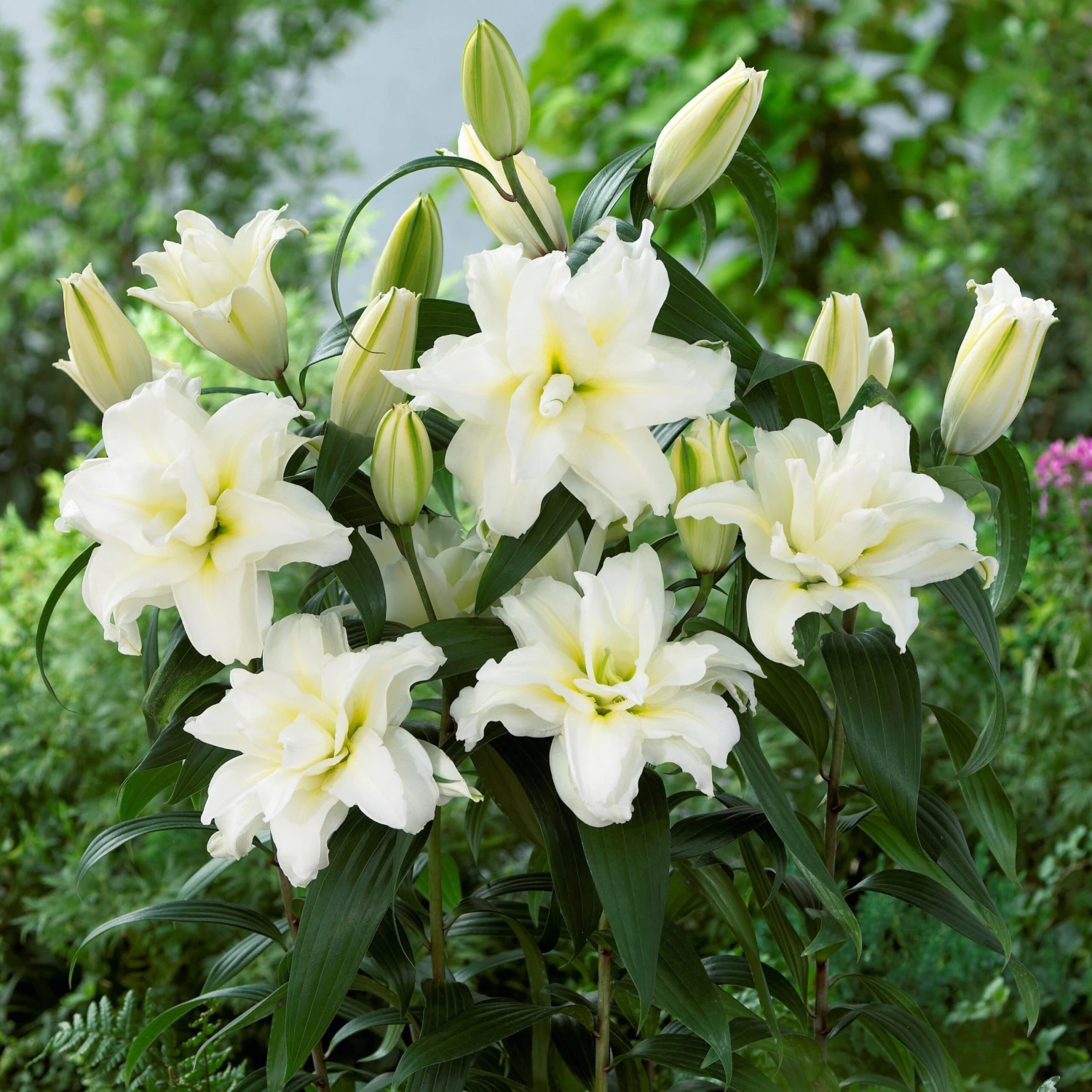 Lilium - Oriental Roselily Jisca - Image 3