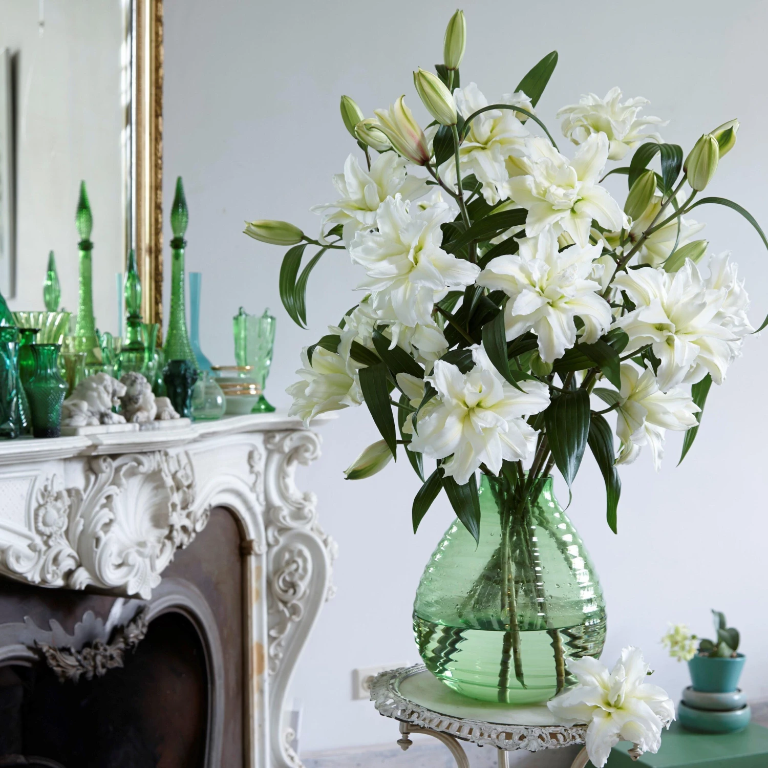 Lilium - Oriental Roselily Jisca - Image 4