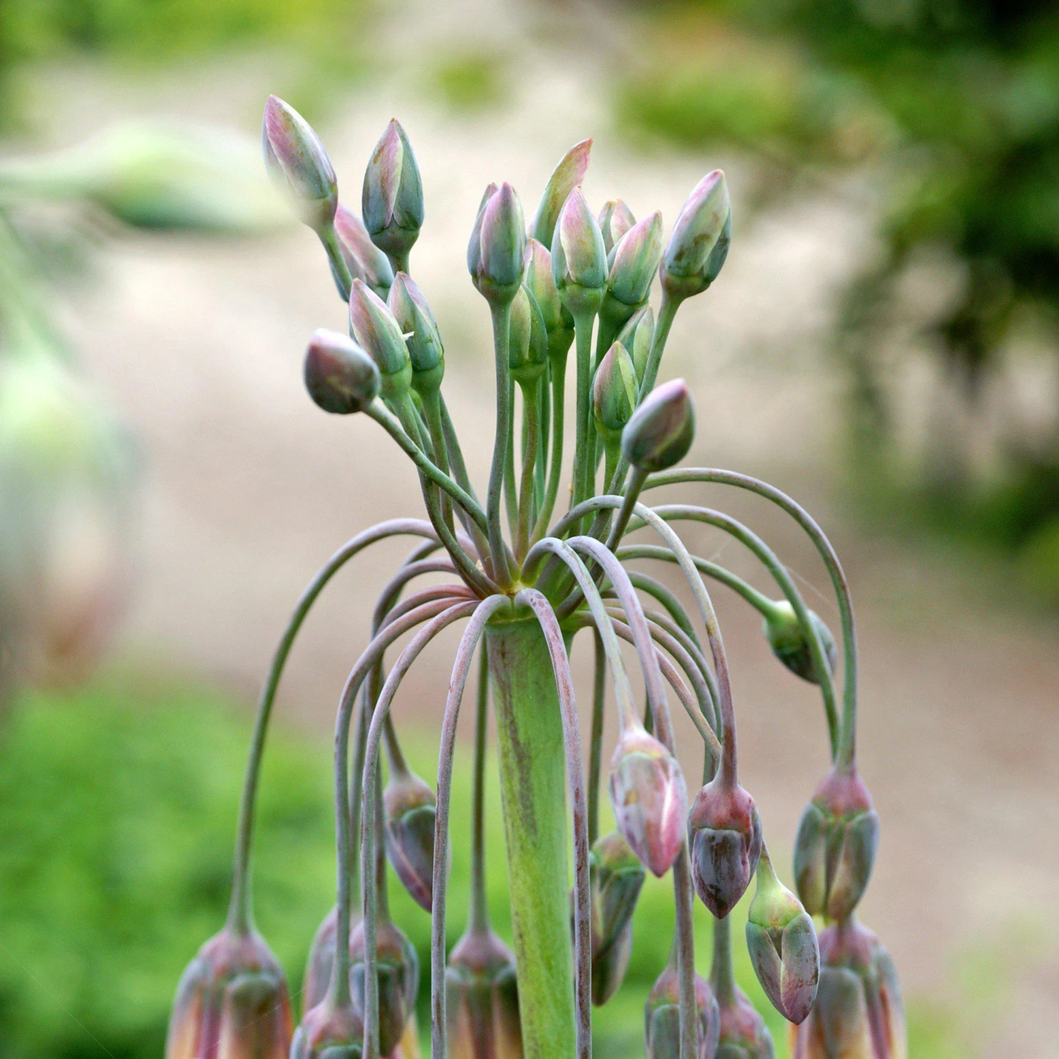 Allium - Bulgaricum - Image 4