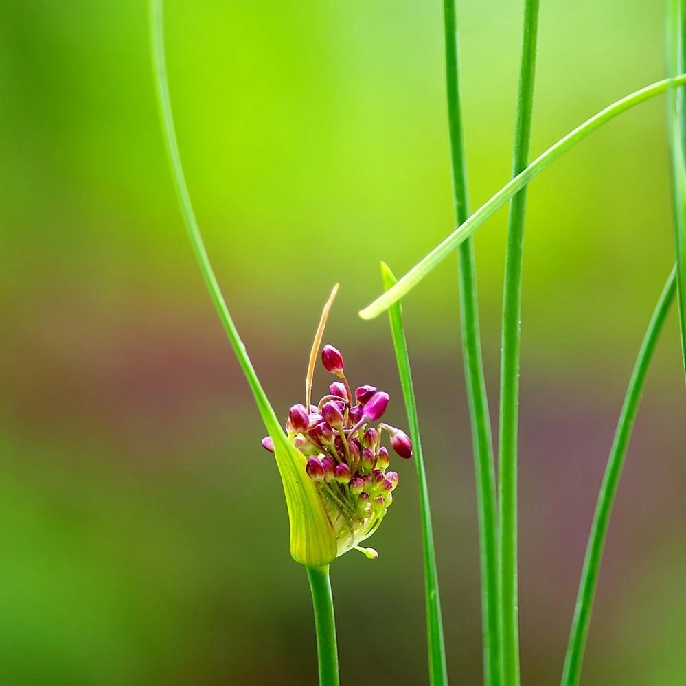 Allium - Vineale Dready - Image 5